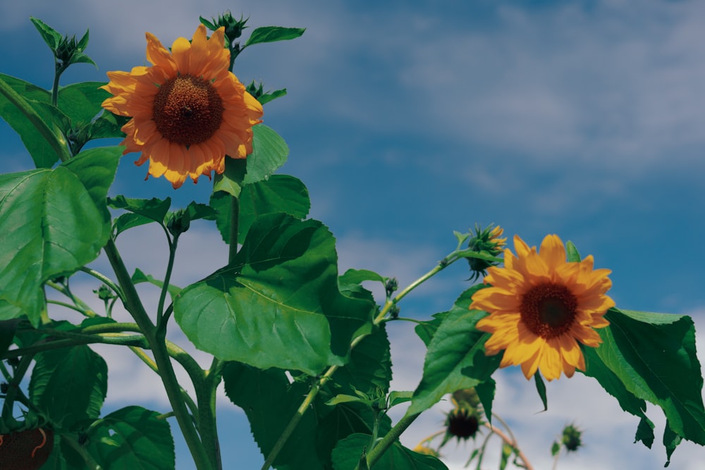 yellow sunflower in bloom during daytime