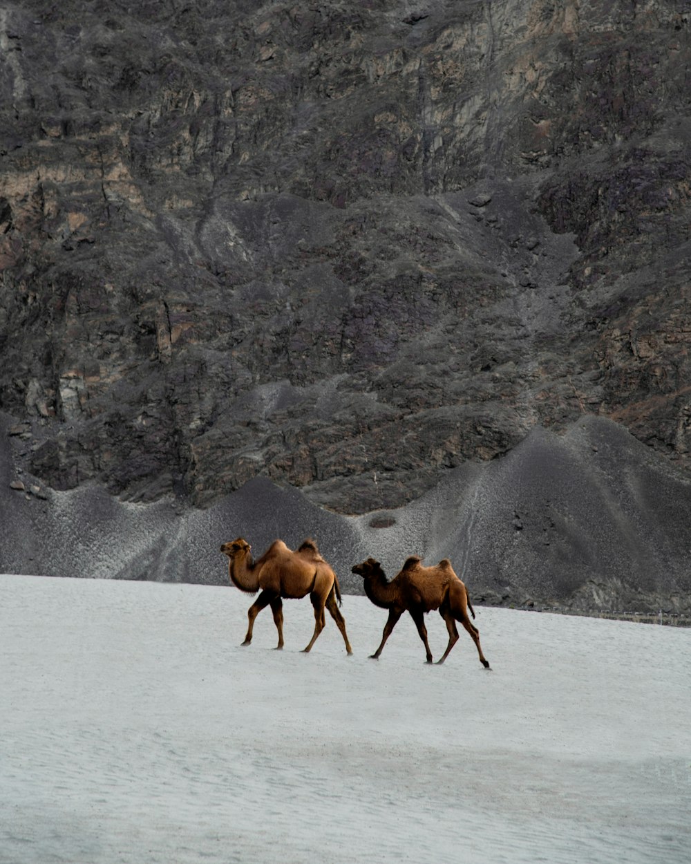 herd of brown goats on white snow covered ground during daytime