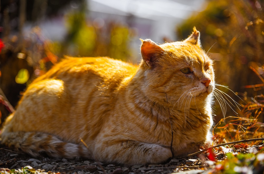 Chat tigré orange sur le sol pendant la journée
