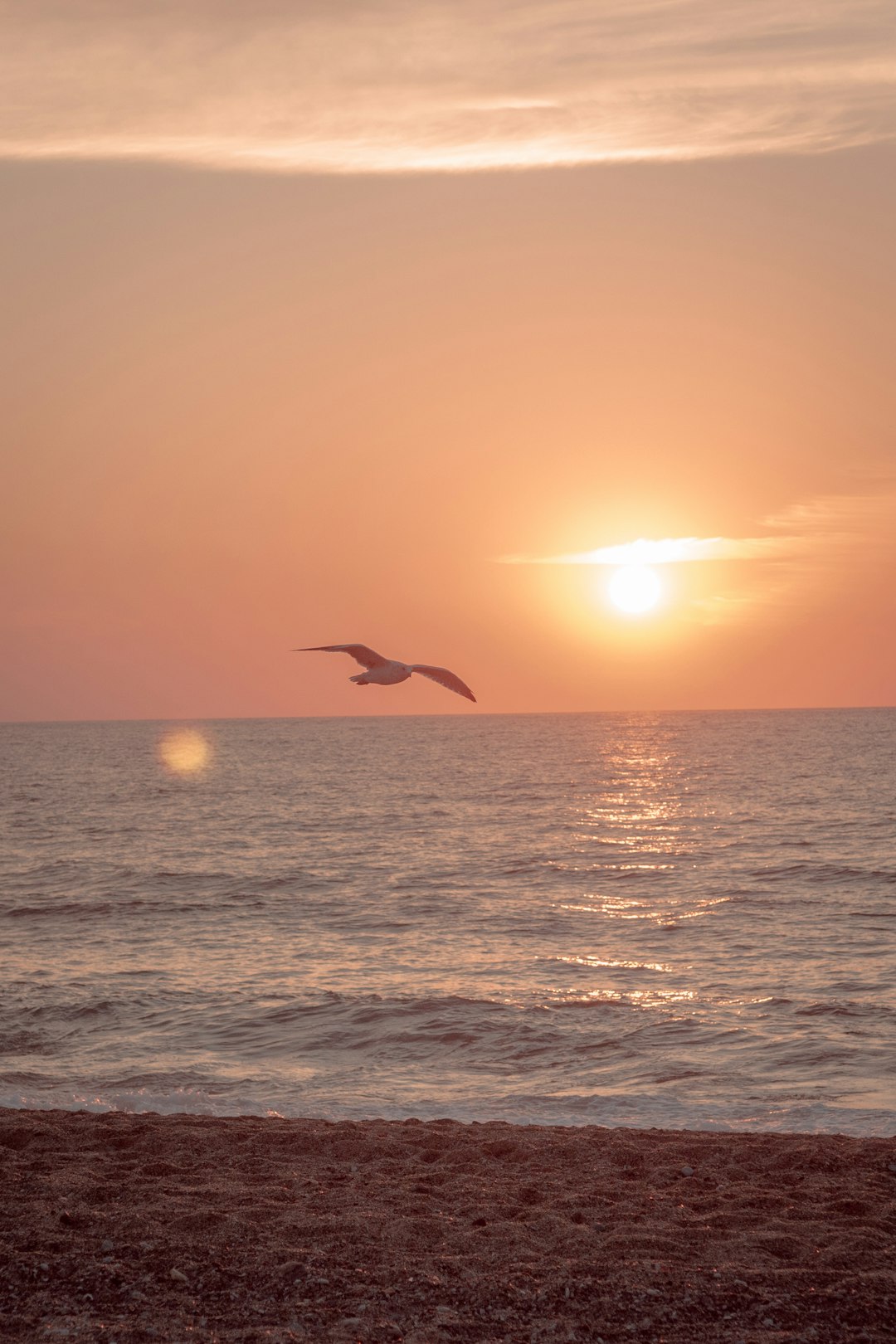 bird flying over the sea during sunset