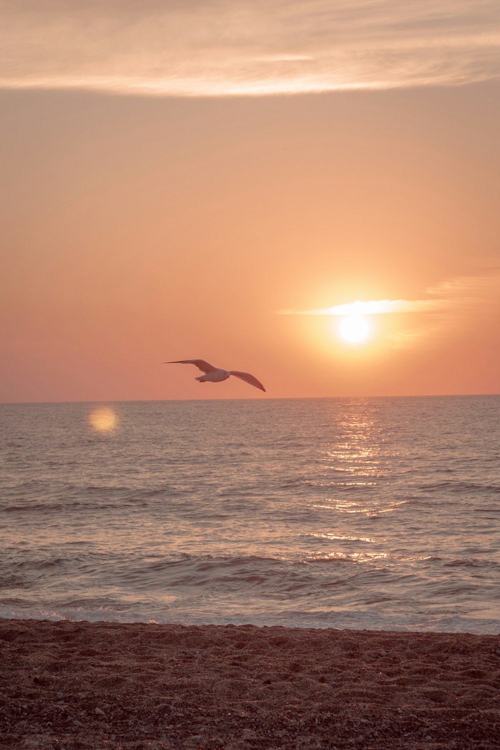 bird flying over the sea during sunset