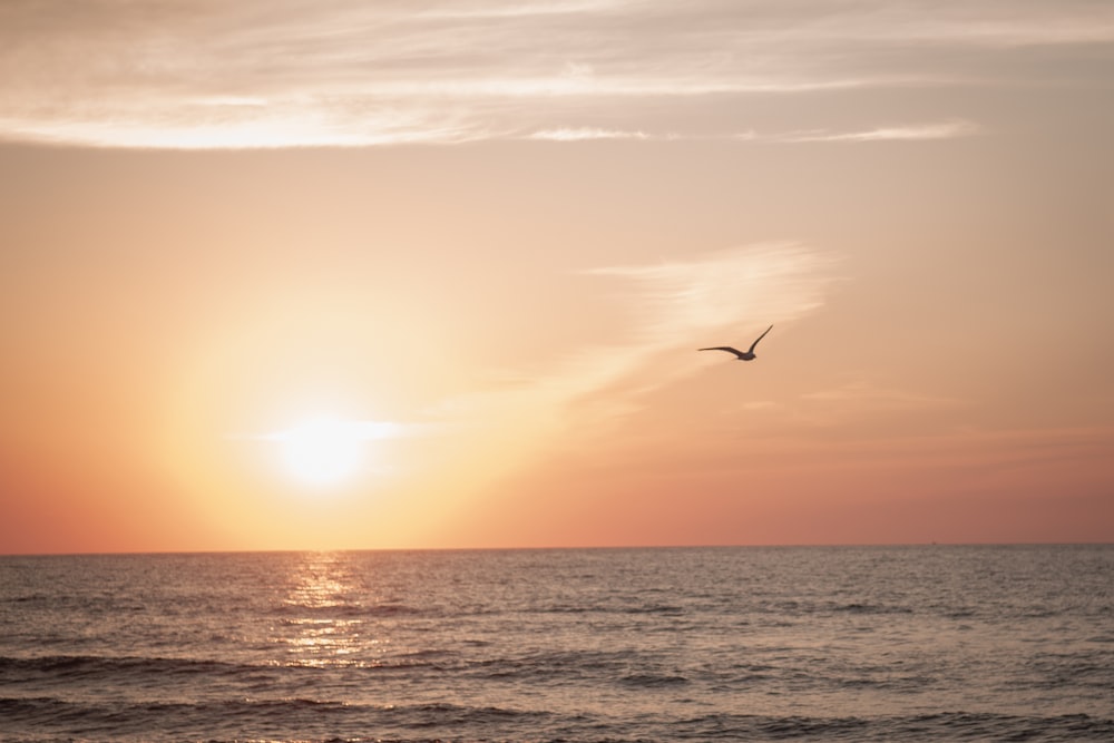 pájaro volando sobre el mar durante la puesta del sol