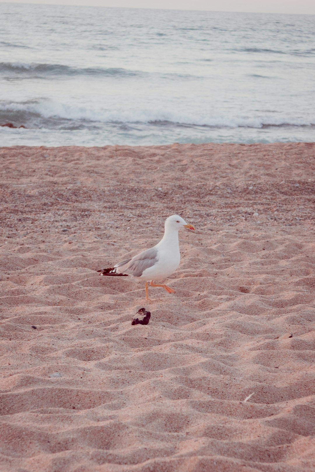 white and gray bird on brown sand near body of water during daytime