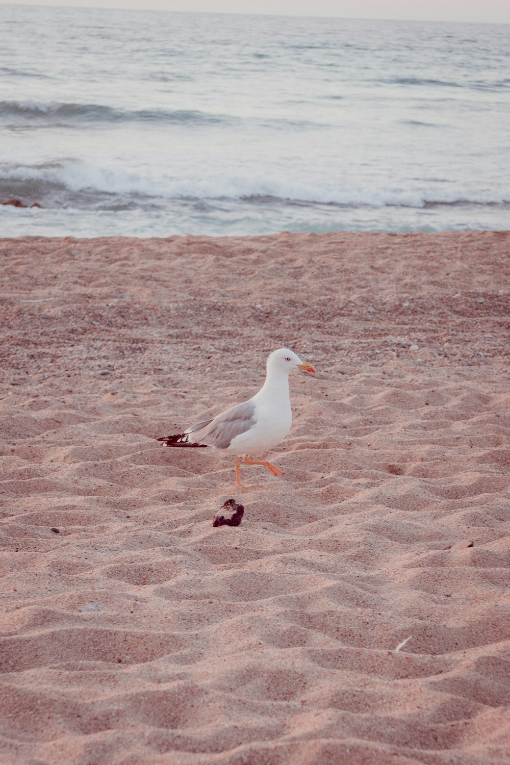 white and gray bird on brown sand near body of water during daytime