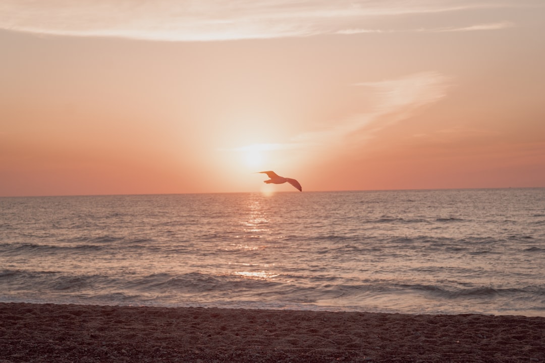 bird flying over the sea during sunset