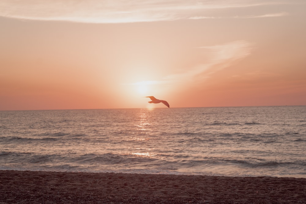 Vogel, der während des Sonnenuntergangs über das Meer fliegt