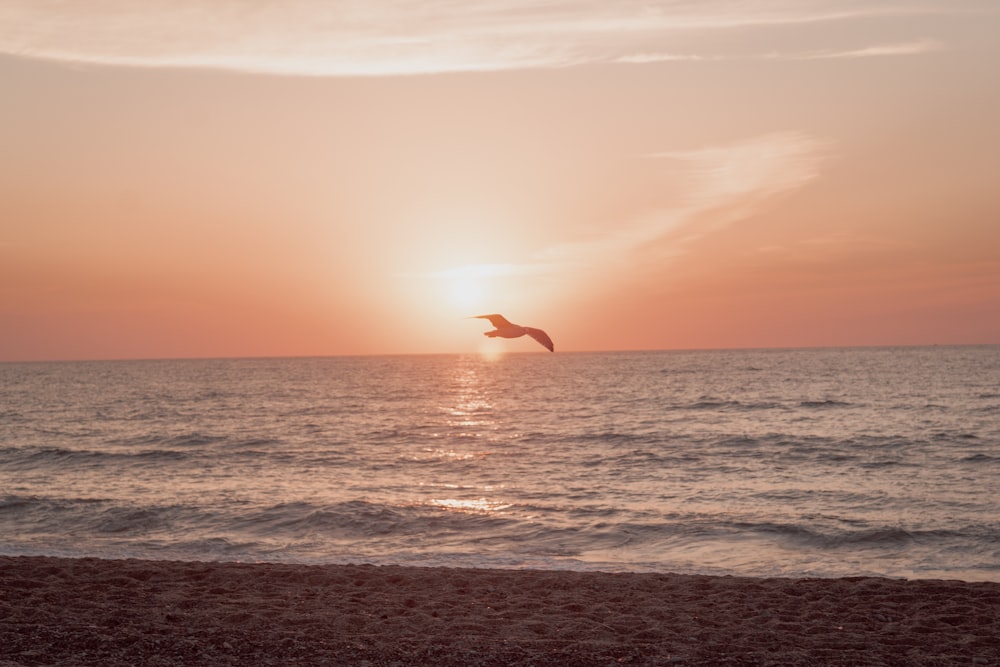 pájaro volando sobre el mar durante la puesta del sol