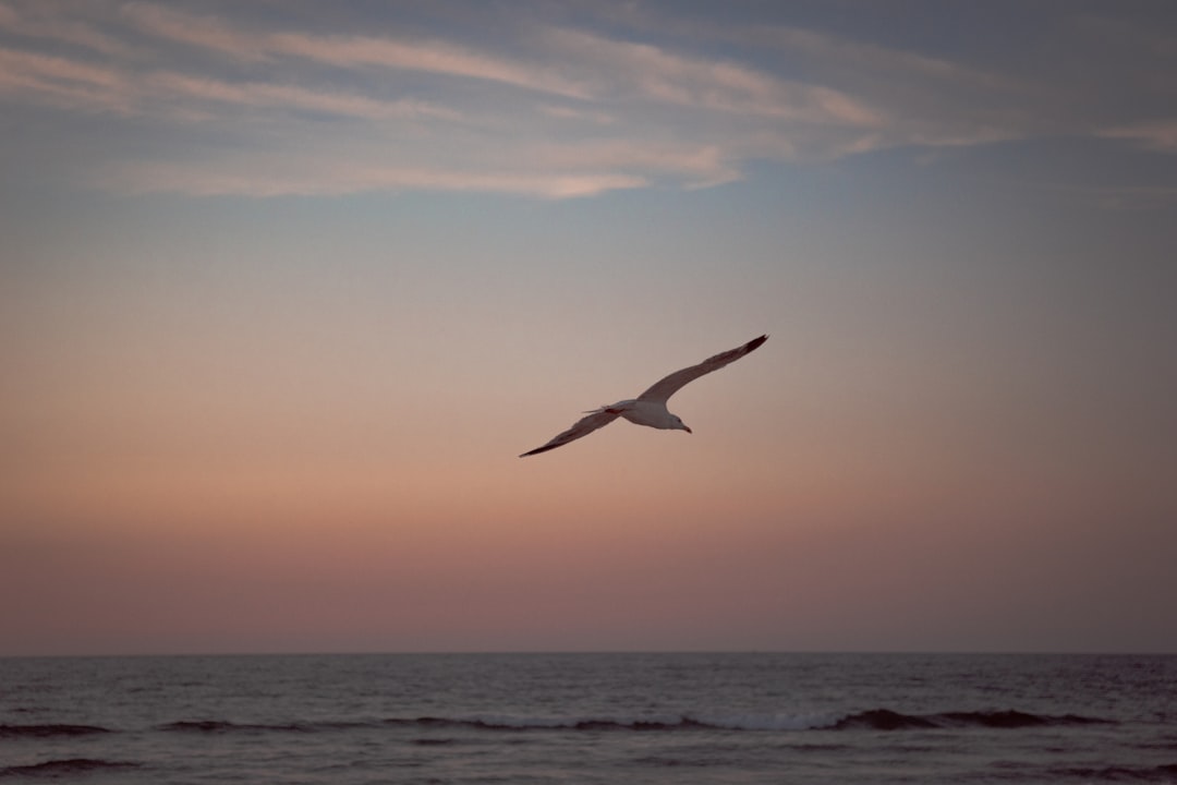 bird flying over the sea during daytime