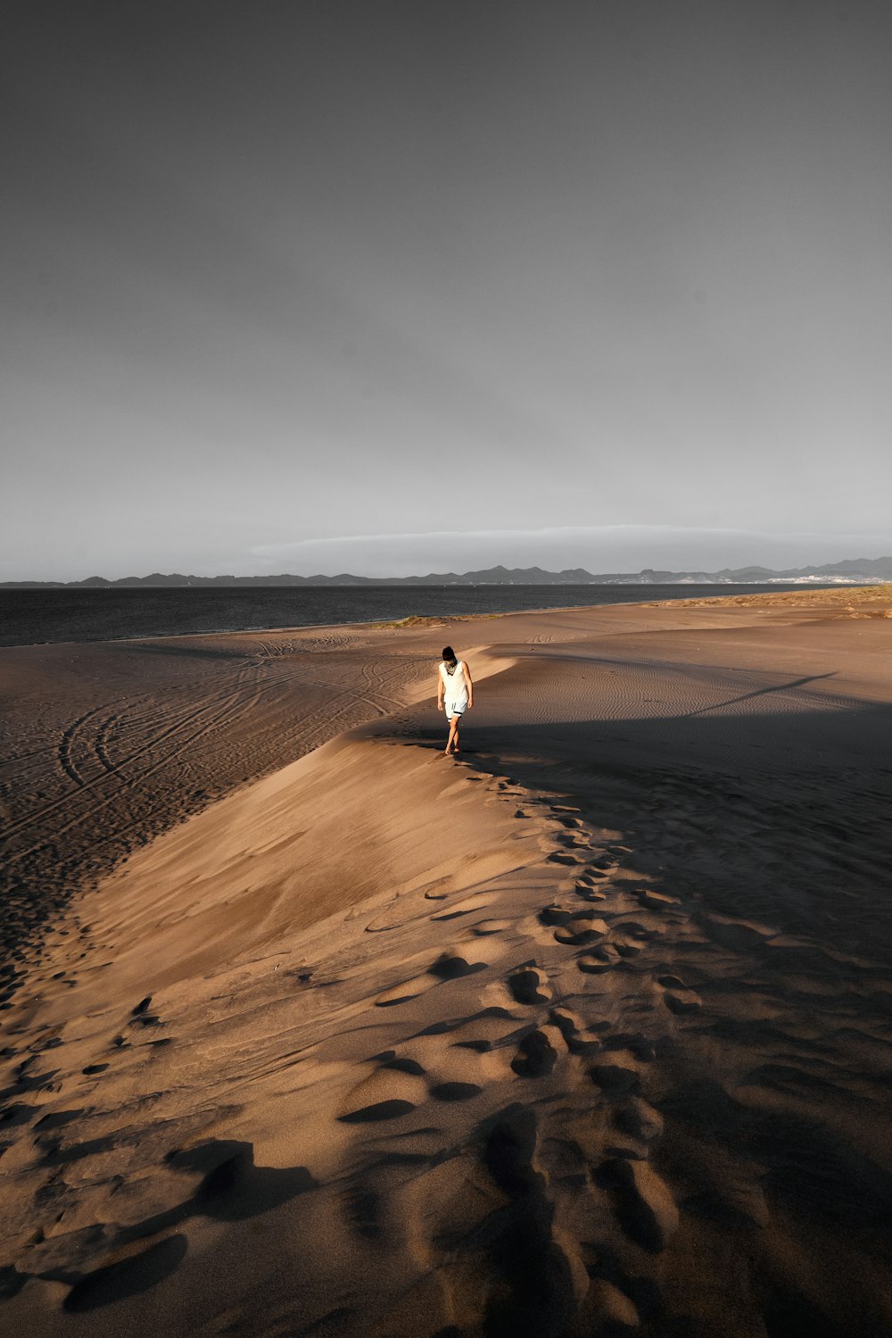 pássaro branco na areia marrom durante o dia