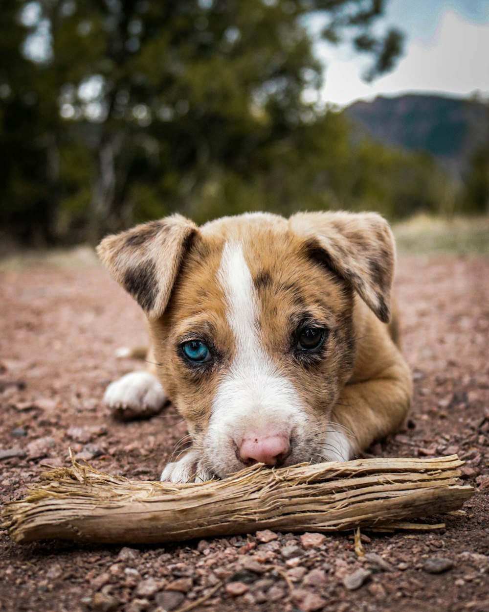 brown and white short coated dog on brown wooden log during daytime