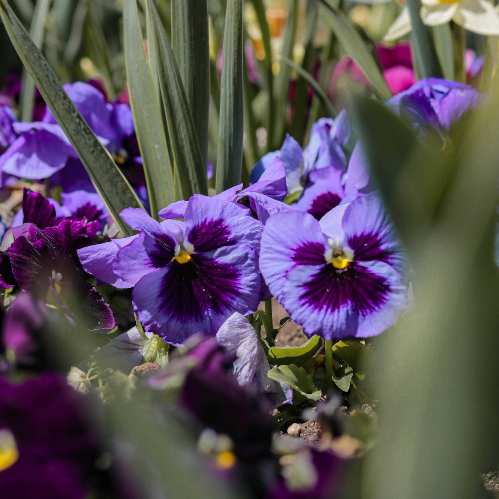 purple flower in tilt shift lens