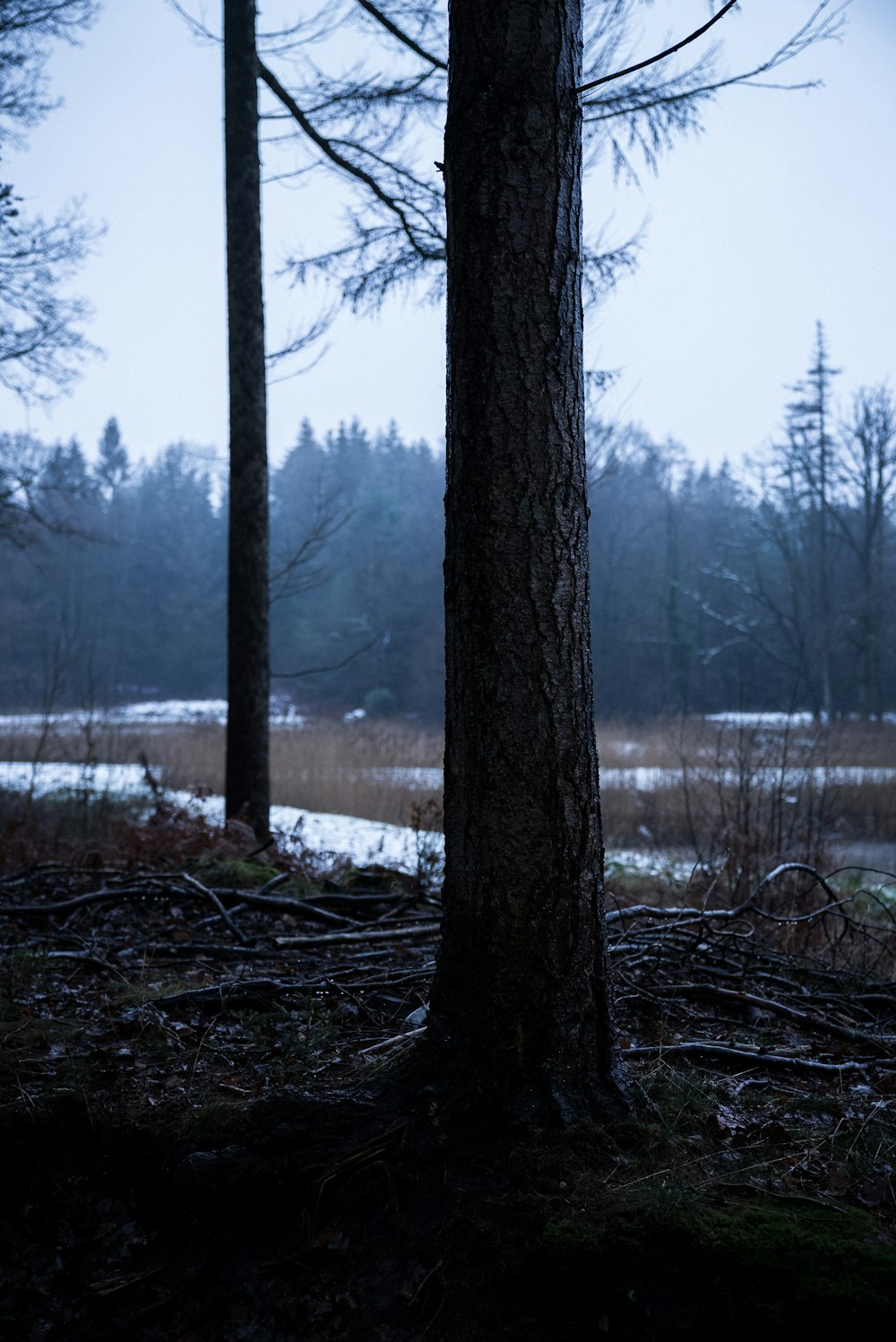 brown tree trunk on lake