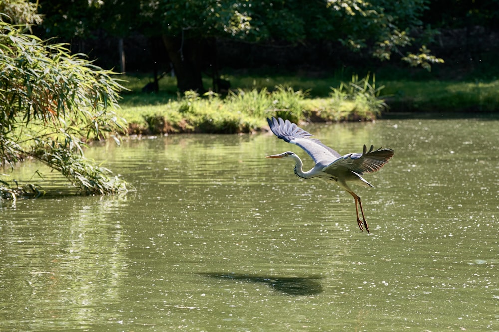 white and gray bird flying over the river during daytime