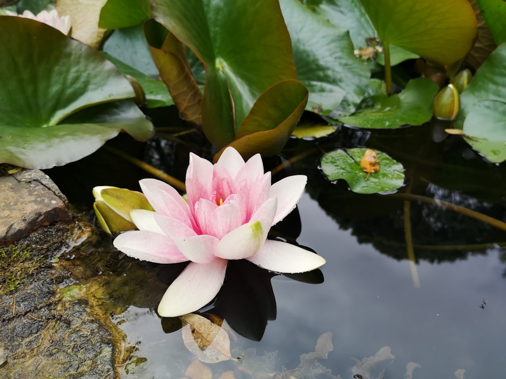 pink lotus flower in bloom