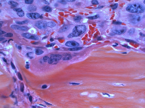 A close-up of a histological slide showing a section of tissue with various cell structures. The image is rich in texture with bright reds, purples, and blues indicating different cellular components.