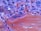 A close-up of a histological slide showing a section of tissue with various cell structures. The image is rich in texture with bright reds, purples, and blues indicating different cellular components.