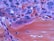 A close-up of a histological slide showing a section of tissue with various cell structures. The image is rich in texture with bright reds, purples, and blues indicating different cellular components.