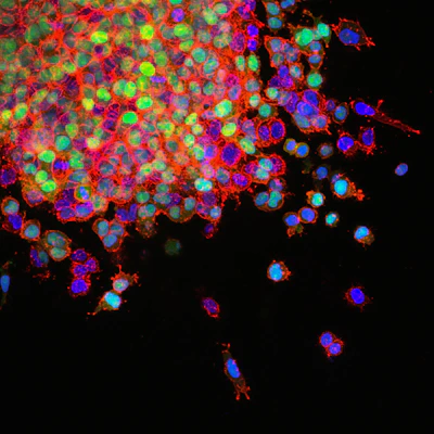 Lab members collaborating over microscopes with glowing gut science images on screens.