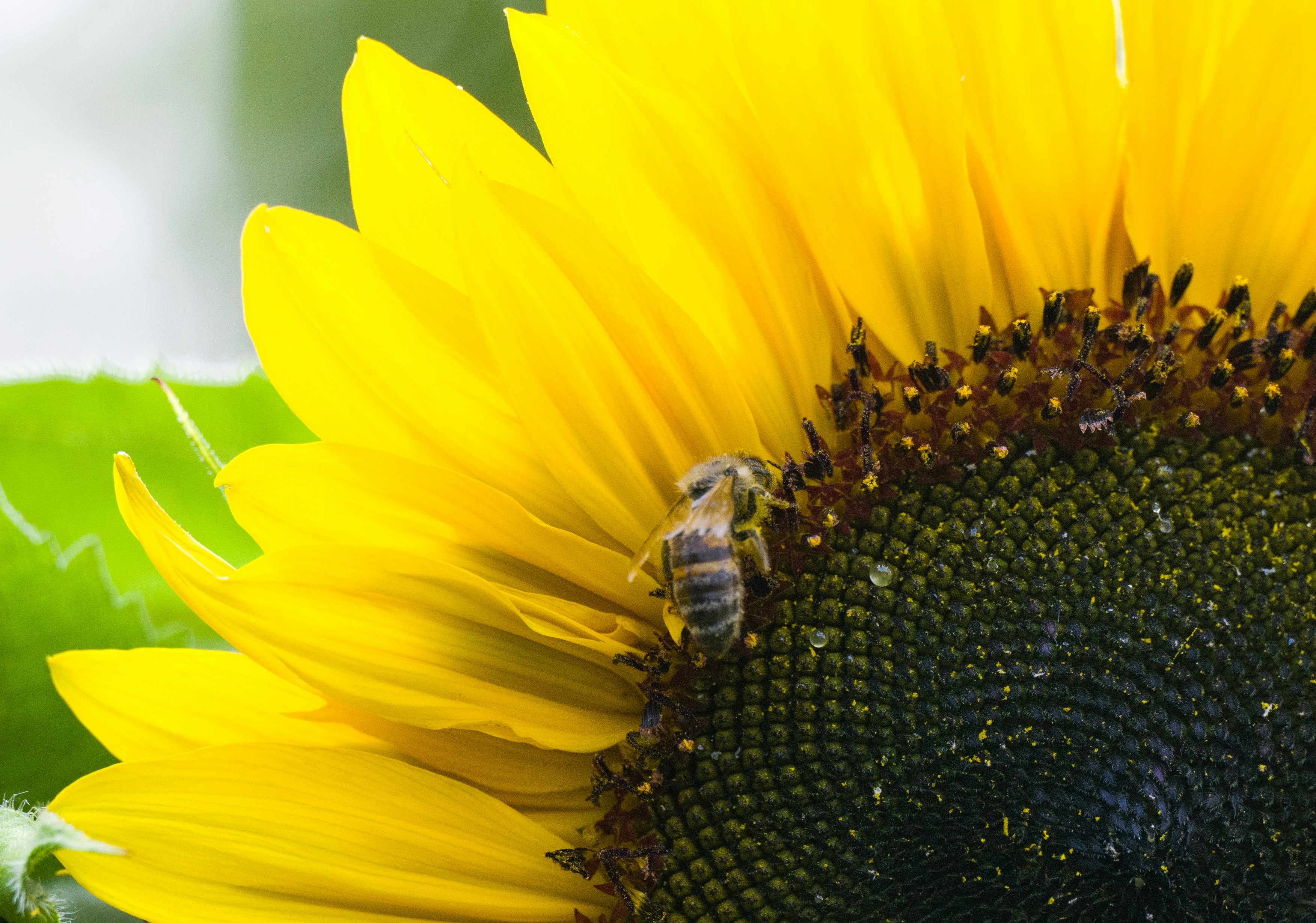 Photo by georgeiermann