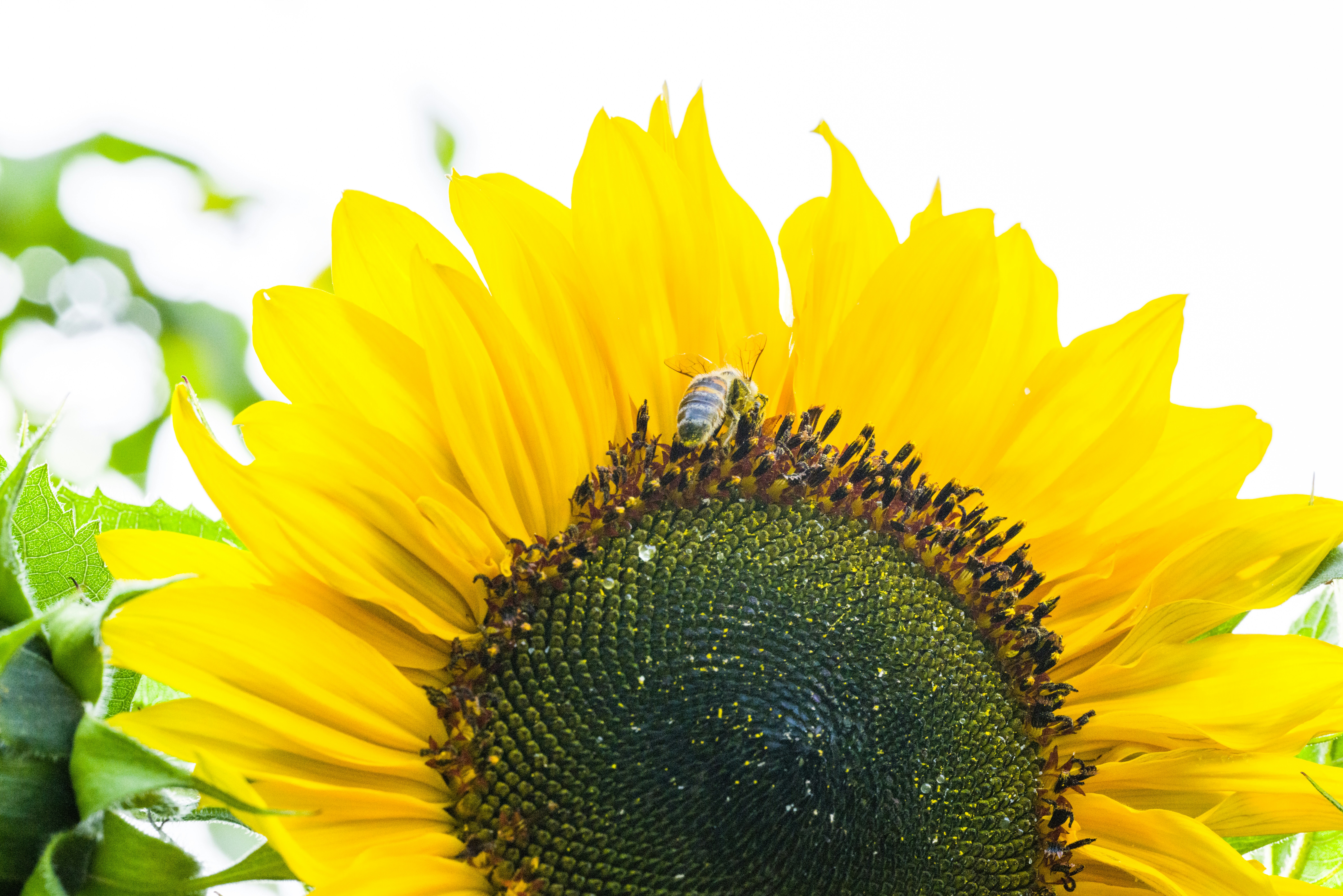 Photo by georgeiermann