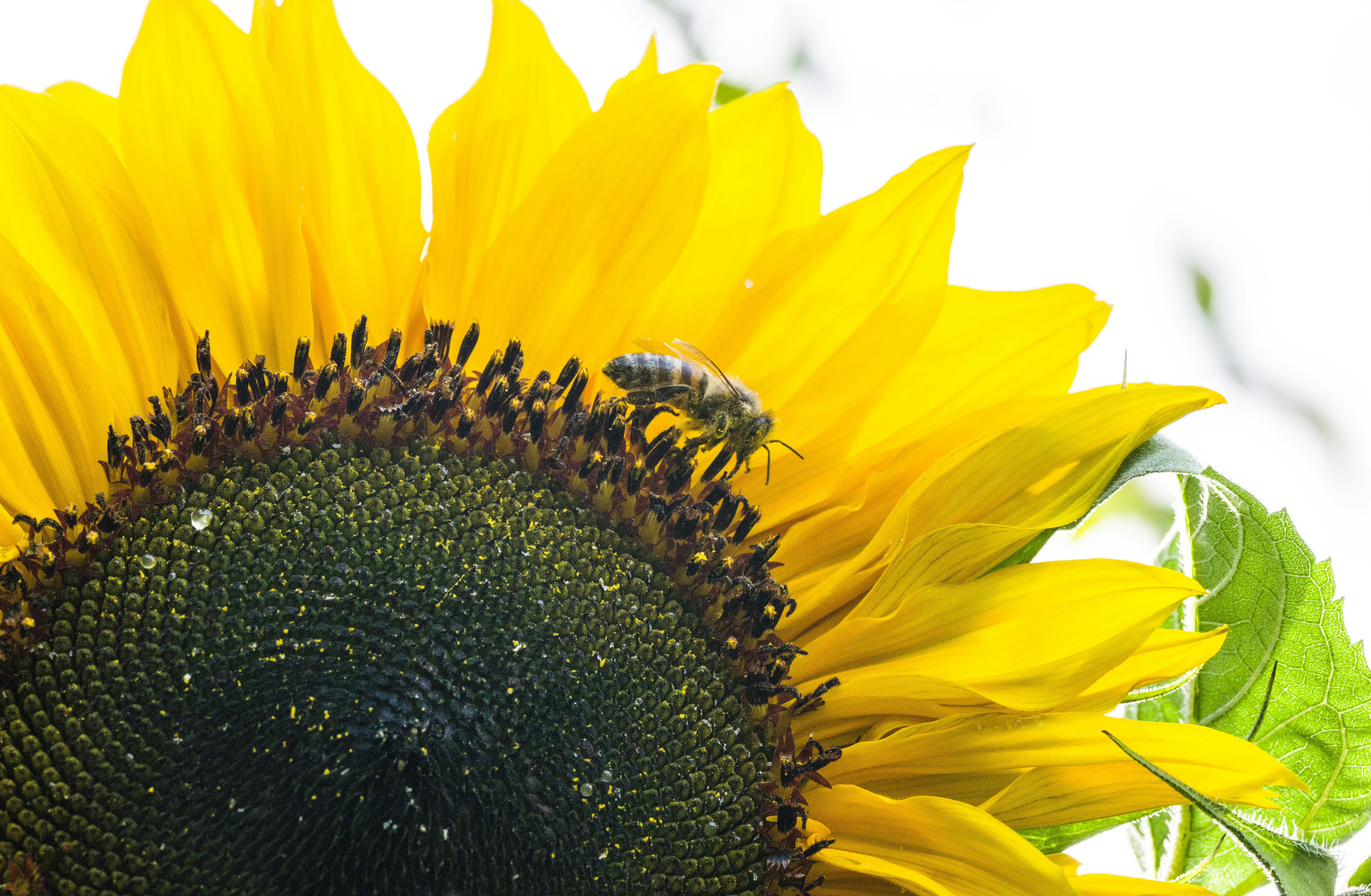 Photo by georgeiermann