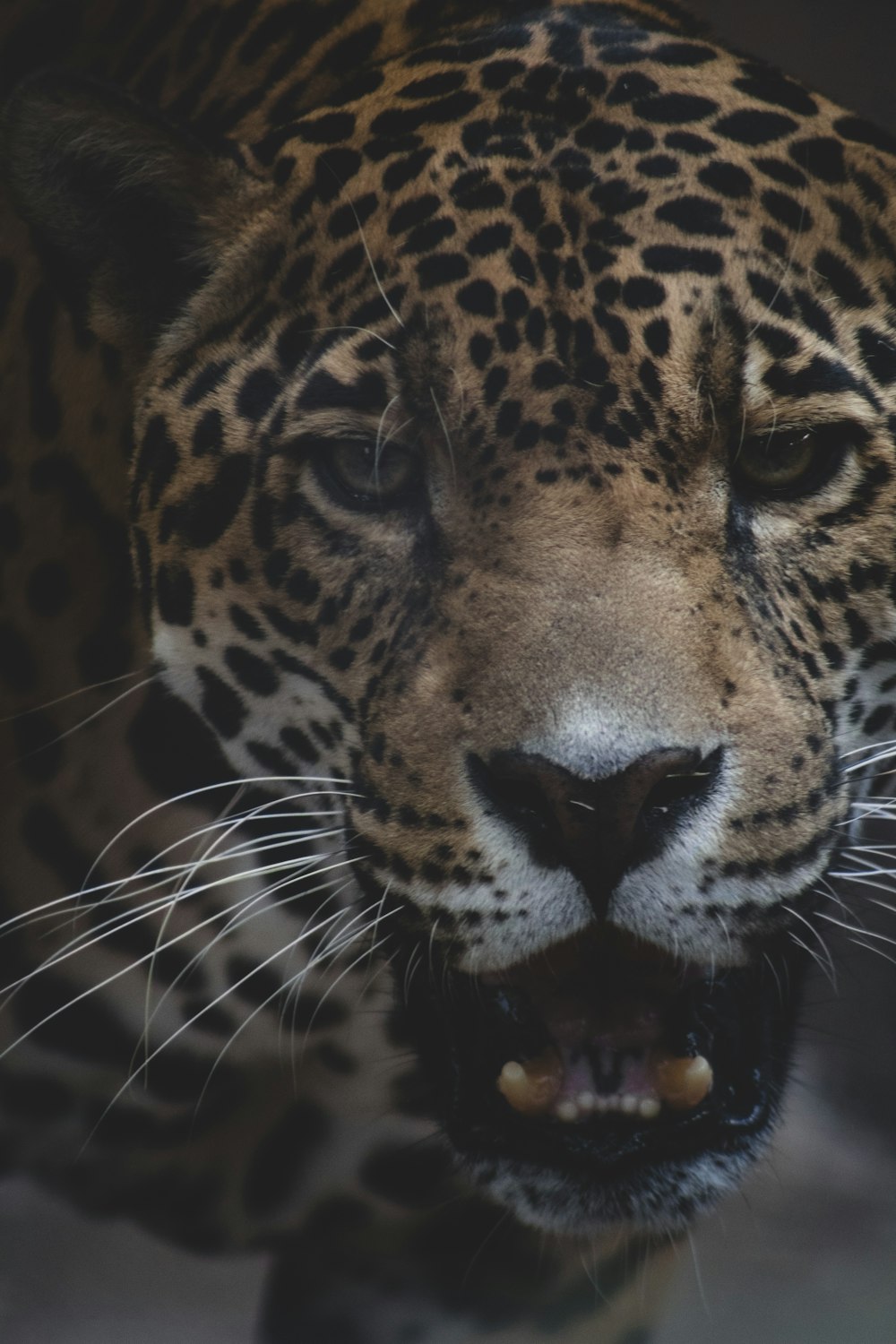 brown and black leopard in close up photography