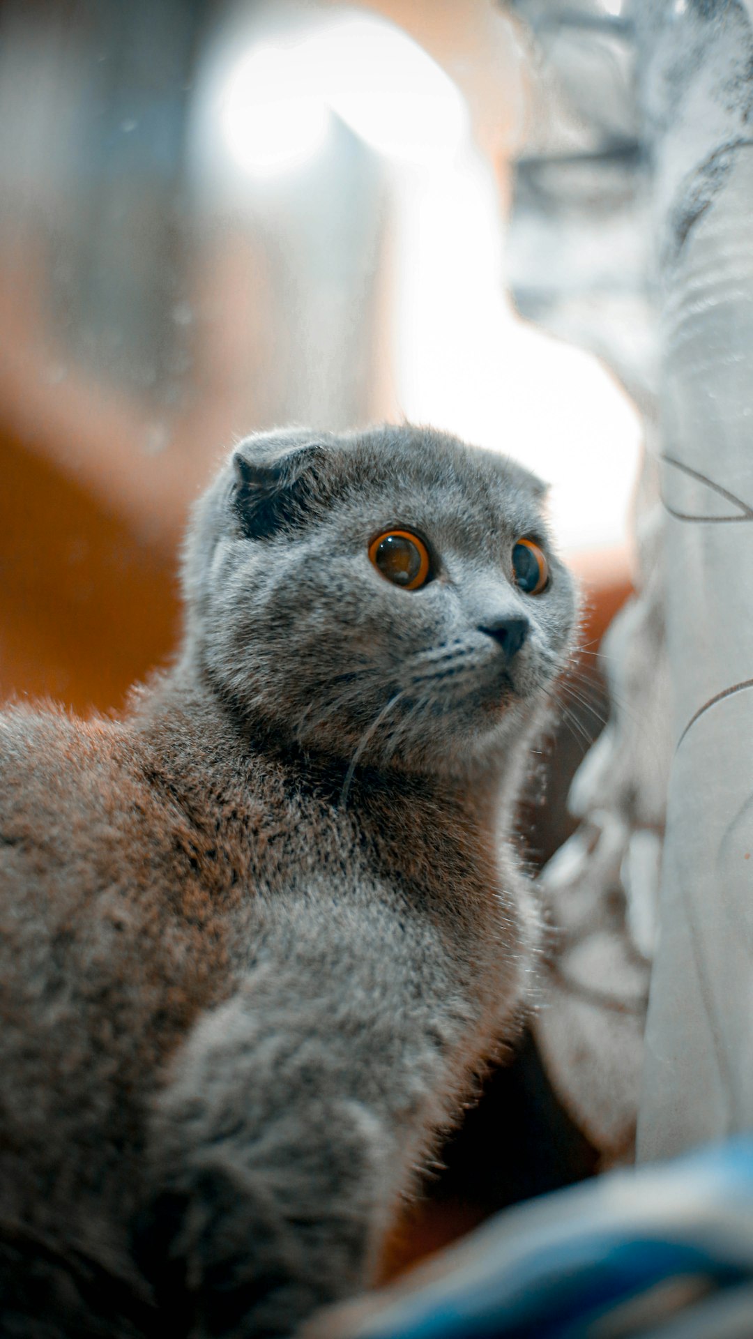 gray cat in tilt shift lens