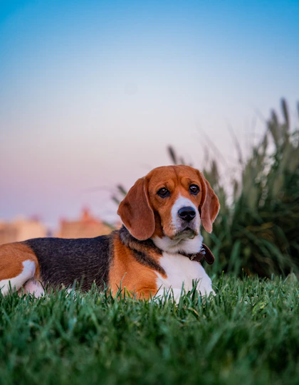 pfoten.fit. hundephysiotherapie / Ernährungsberatung bispingen 