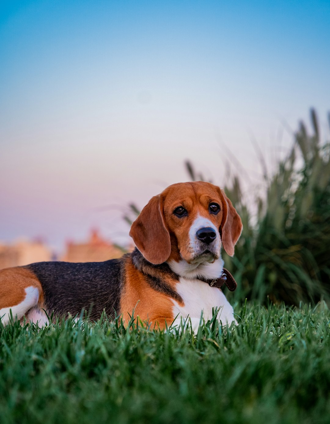 tricolor beagle on green grass during daytime