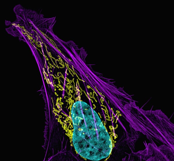 Cell motility due to F-actin treadmilling in the direction of an extracellular stimulus