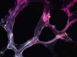 A complex network of translucent, web-like structures with vibrant pink and purple hues against a dark background. The glowing strands are interwoven, creating a dynamic pattern punctuated by small red dots.