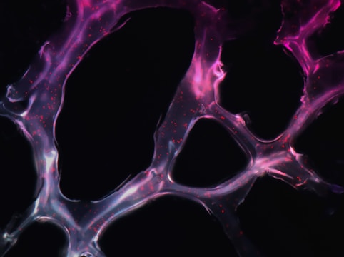 A complex network of translucent, web-like structures with vibrant pink and purple hues against a dark background. The glowing strands are interwoven, creating a dynamic pattern punctuated by small red dots.
