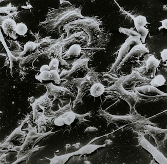 white and black abstract painting