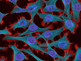 red and white abstract painting