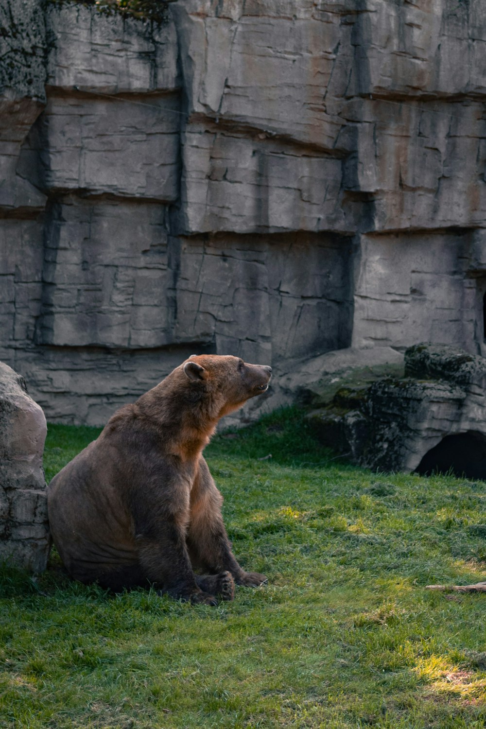 brown bear on green grass field during daytime