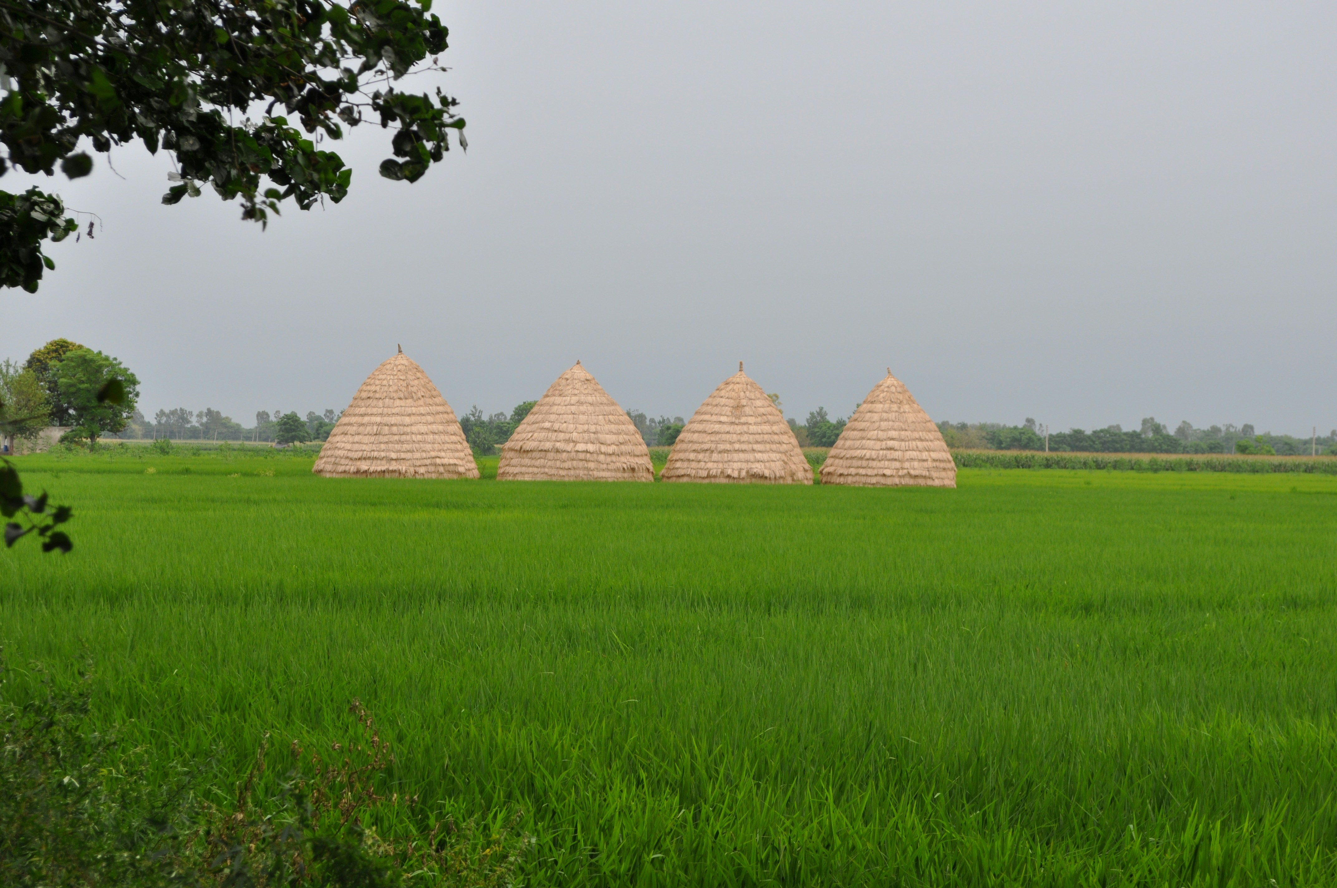 green grass field with brown wooden roof