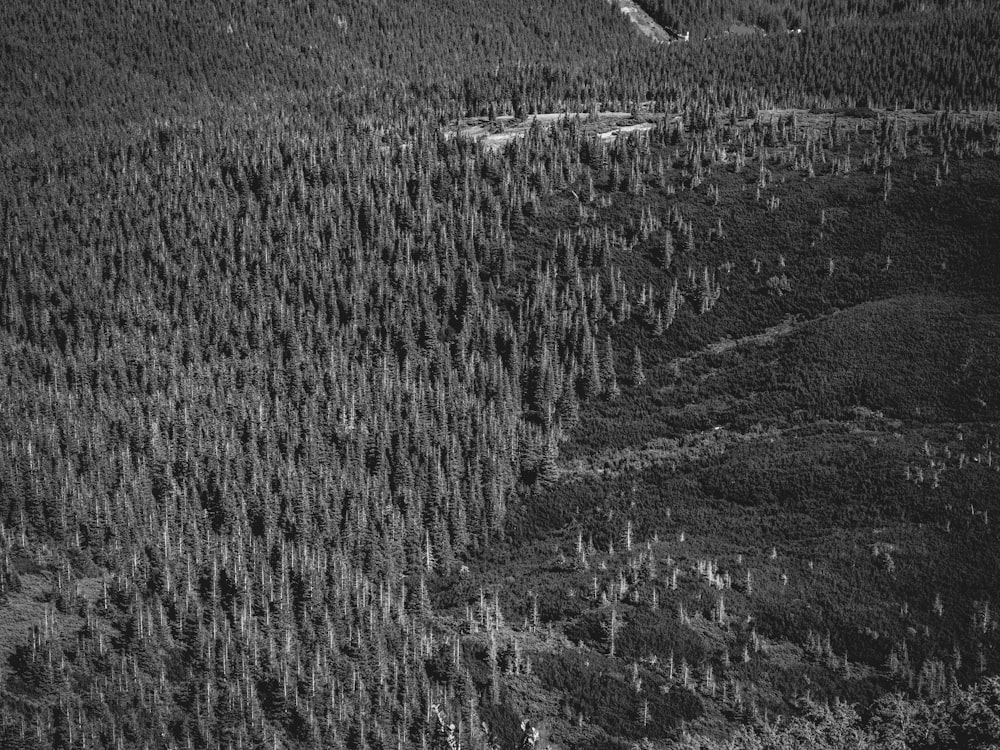 grayscale photo of grass field