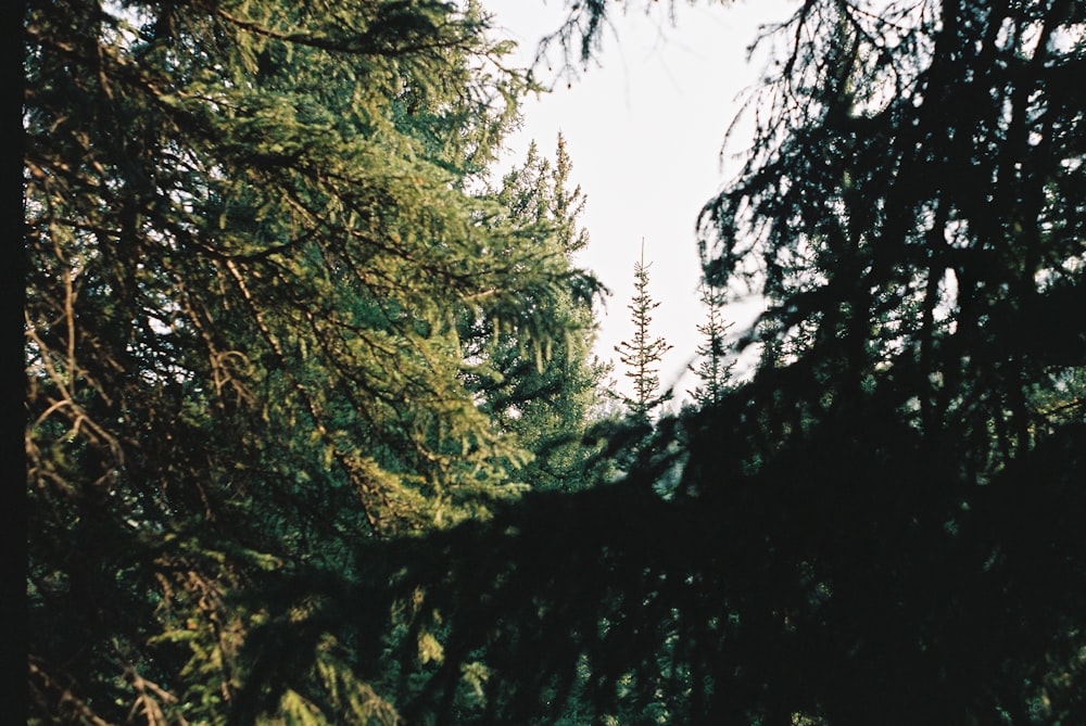 green trees under white sky during daytime