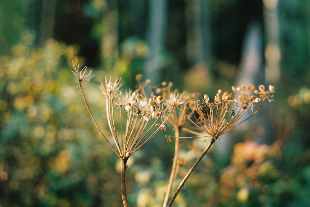 white flower in tilt shift lens