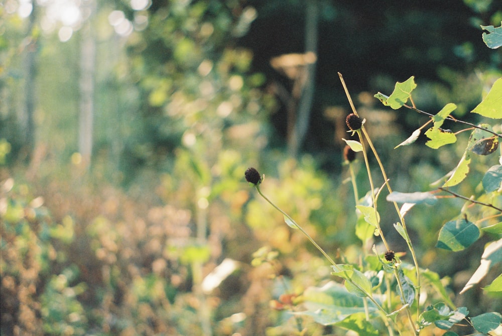 brown and black insect on green plant during daytime