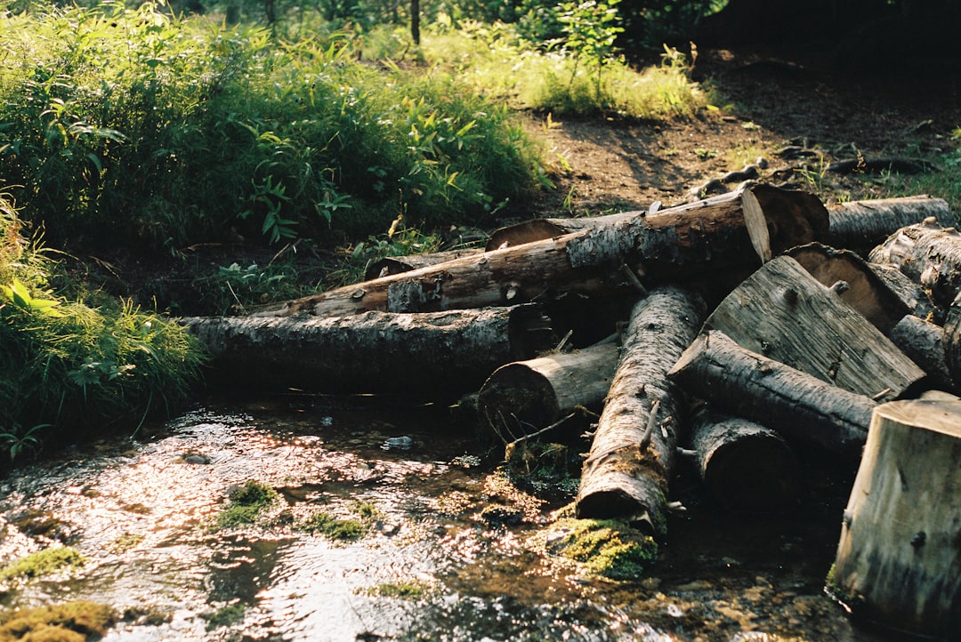 brown wood logs on brown soil