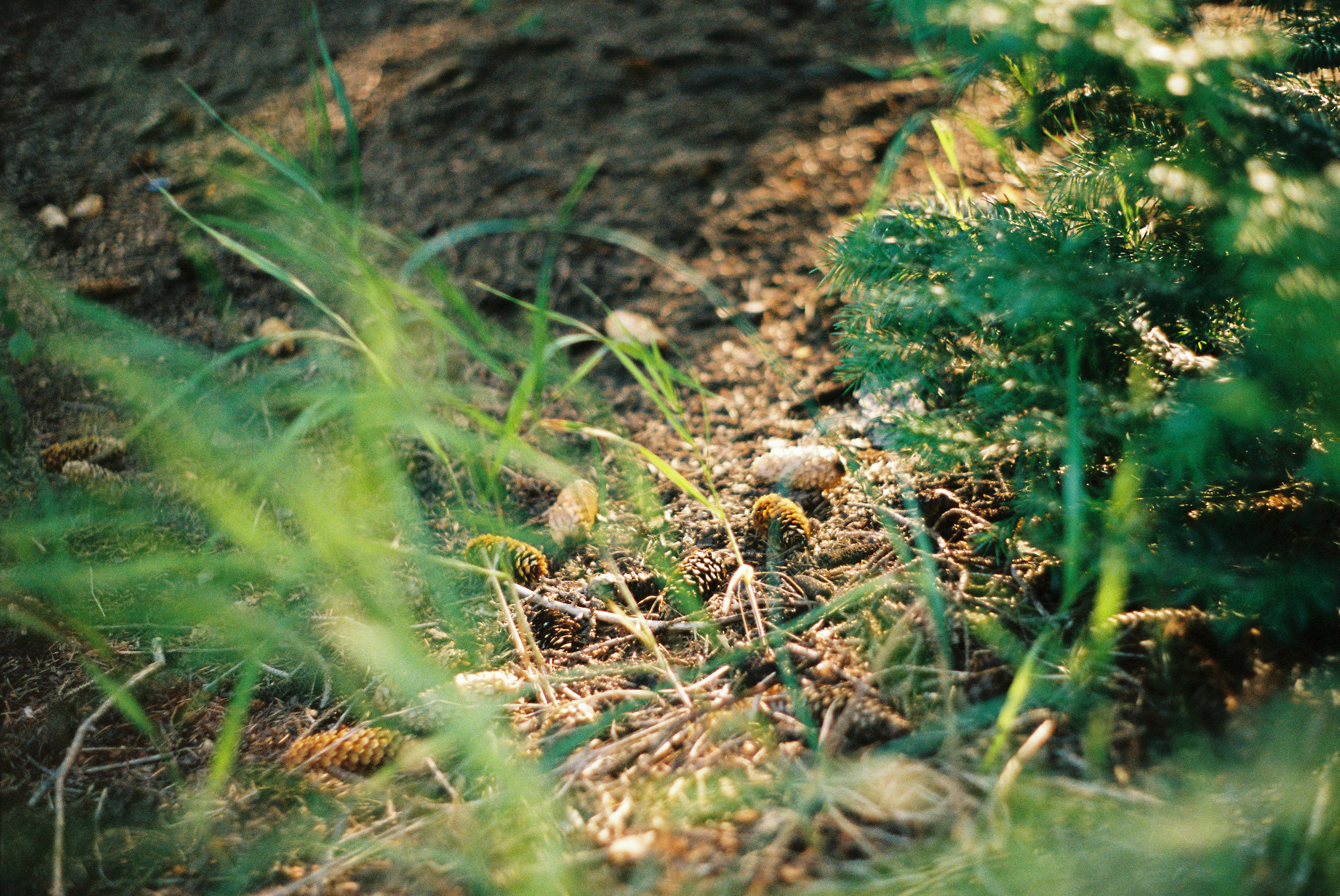 green grass on brown soil