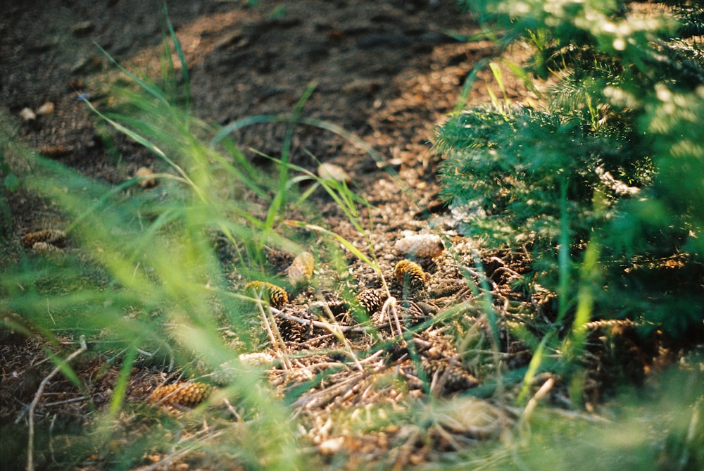 green grass on brown soil