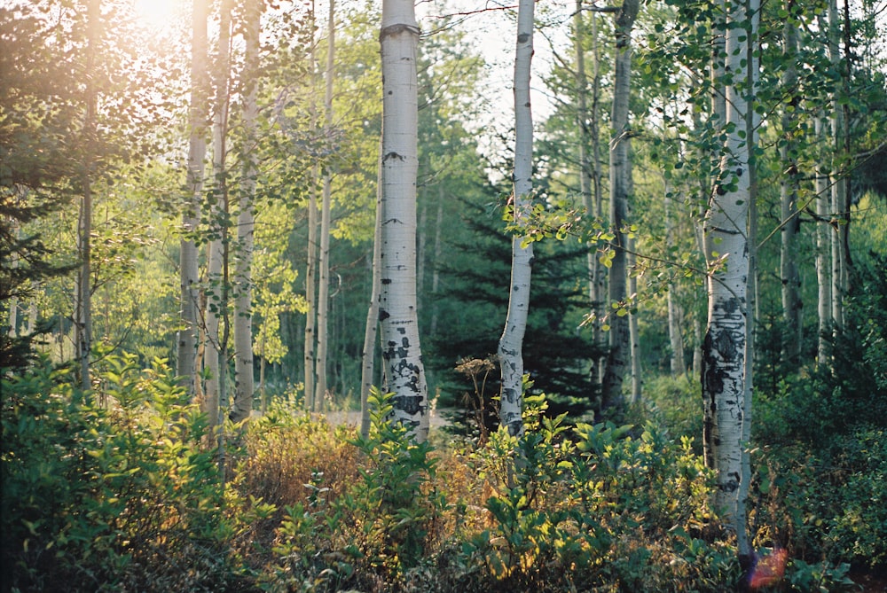 green and brown trees during daytime