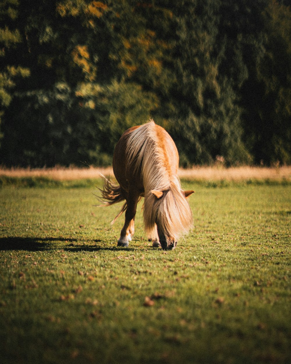 昼間は緑の芝生を走る茶色の馬