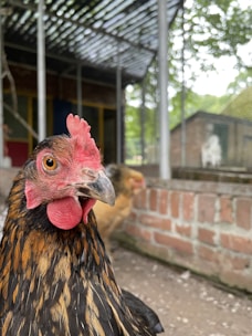 A close-up of healthy chickens in a farm environment.