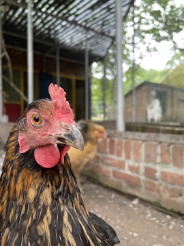 A close-up of a chicken with a vibrant red comb and wattles, standing in an outdoor environment. In the background, there's a blurry view of another chicken, a brick structure, and some foliage.