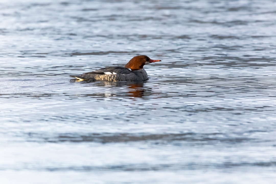 black duck on body of water during daytime