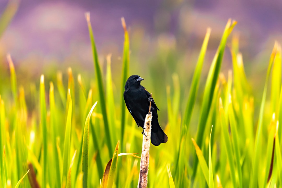 black bird on white wooden stick during daytime