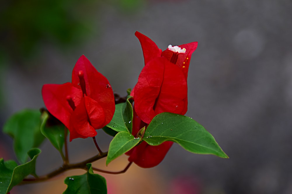 red flower in tilt shift lens